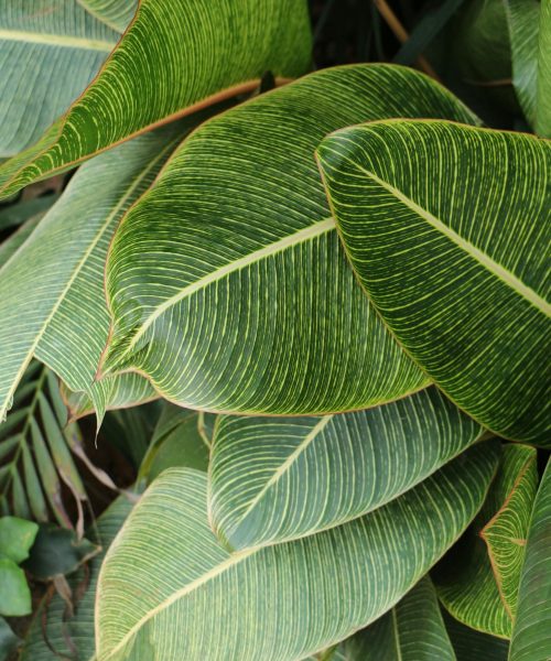 Close-up of lush green tropical foliage featuring striped leaves, showcasing nature's intricate patterns.